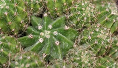 Dikenli yağ bitkisi - keskin