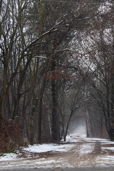Árvore Alinhada Avenida Campo Sob Neve Inverno — Fotografia de Stock