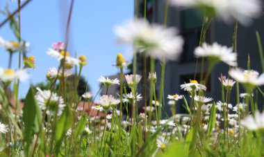 Yeşil şehir çayırında beyaz papatyalar
