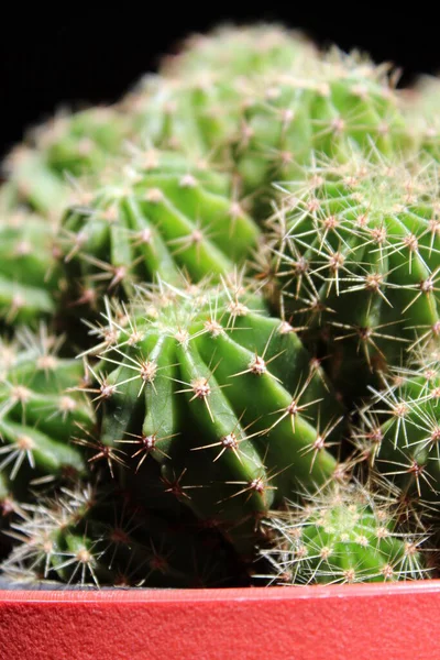 Fat Plant Thorns Pungent — Stock Photo, Image