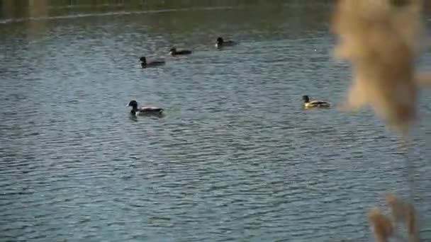 Flock Ducks Floating Water — Stock Video