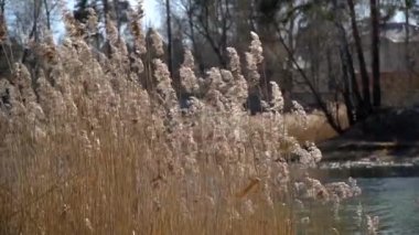 Rüzgardaki çiviler Mavi gökyüzü