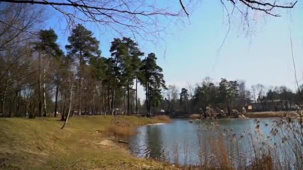 Lac, pins et ciel bleu 