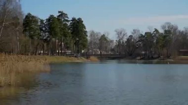 Göl, çamlar ve mavi gökyüzü