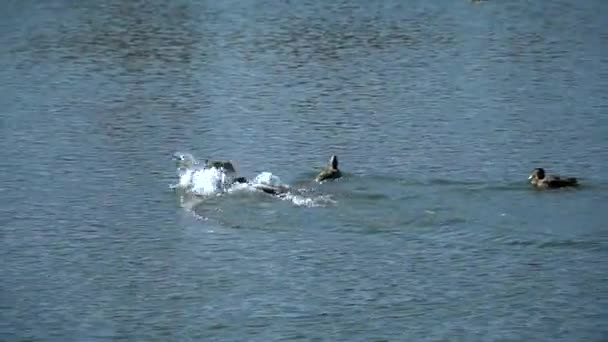 Ducks Fight Pond Lake — Stock Video