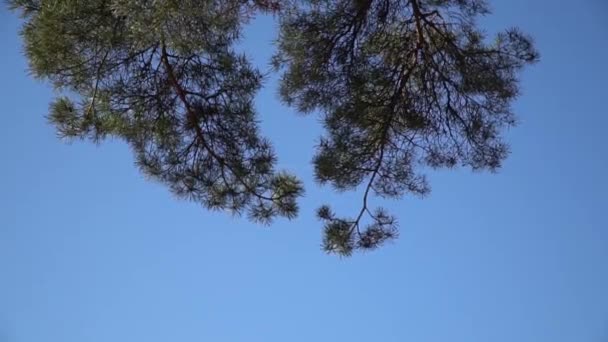 Kiefernzweige Gegen Den Himmel Videoclip