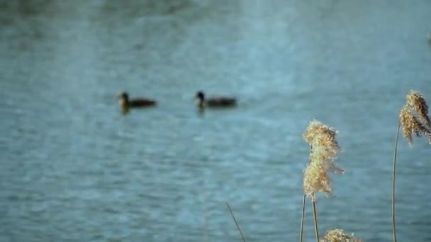 Ducks Swim Pond River Lake — Stock Video