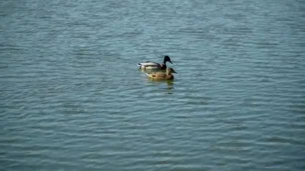 鸭子在池塘江湖上游泳 图库视频片段
