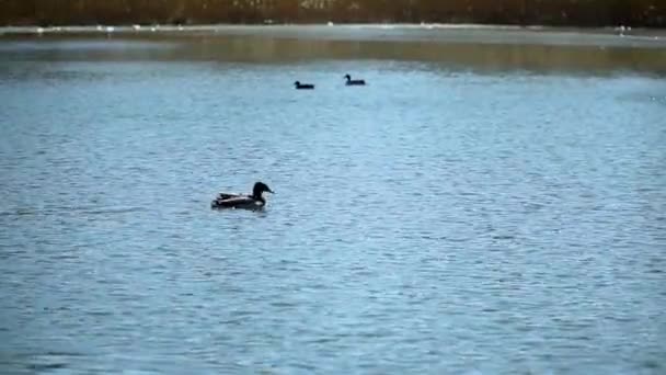 アヒルは池の川の湖で泳ぐ — ストック動画