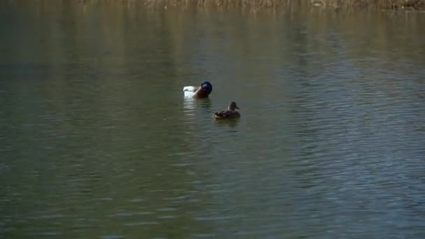 Two Ducks Water Brush Feathers — Stock Video