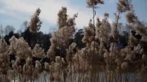 天气晴朗时芦苇落在水面上 免版税图库视频