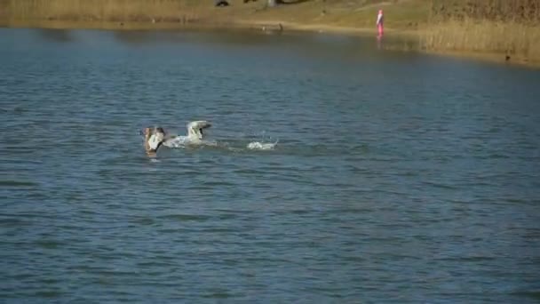 Ducks Fight Pond Lake — Stock Video