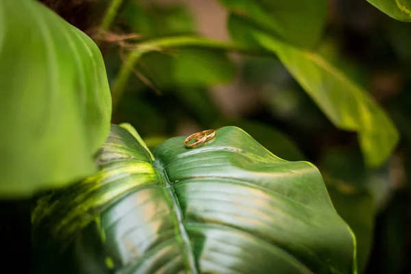 Anillos Boda Las Hojas Anillos Boda Una Hosta Leaf Detalles — Foto de Stock