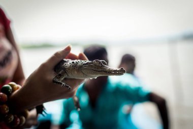 Küçük bir timsah tutan kız. Timsah Everglades 'teki timsah çiftliğinde diş yapısını gösteriyor. Vahşi hayvanlarla tehlikeli oyunlar. Küçük bir kayman timsah yavrusu insan elinin üzerinde yatıyor.