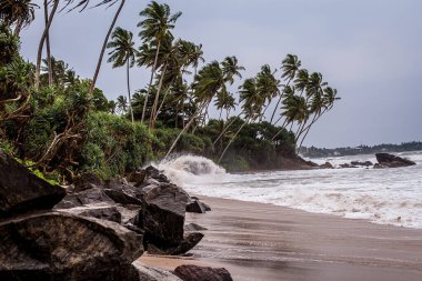 Sri Lanka 'nın kayalık sahillerinde küçük bir fırtına. Vahşi sahilde dalgalar. Hint Okyanusu 'ndaki palmiye bahçesi. Sahildeki kırık palmiye ağaçları
