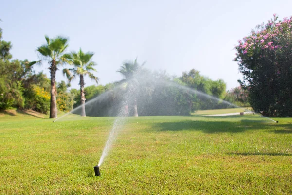 Irrigation System Watering Green Grass Background Palm Trees Flowering Plants — Stock Photo, Image