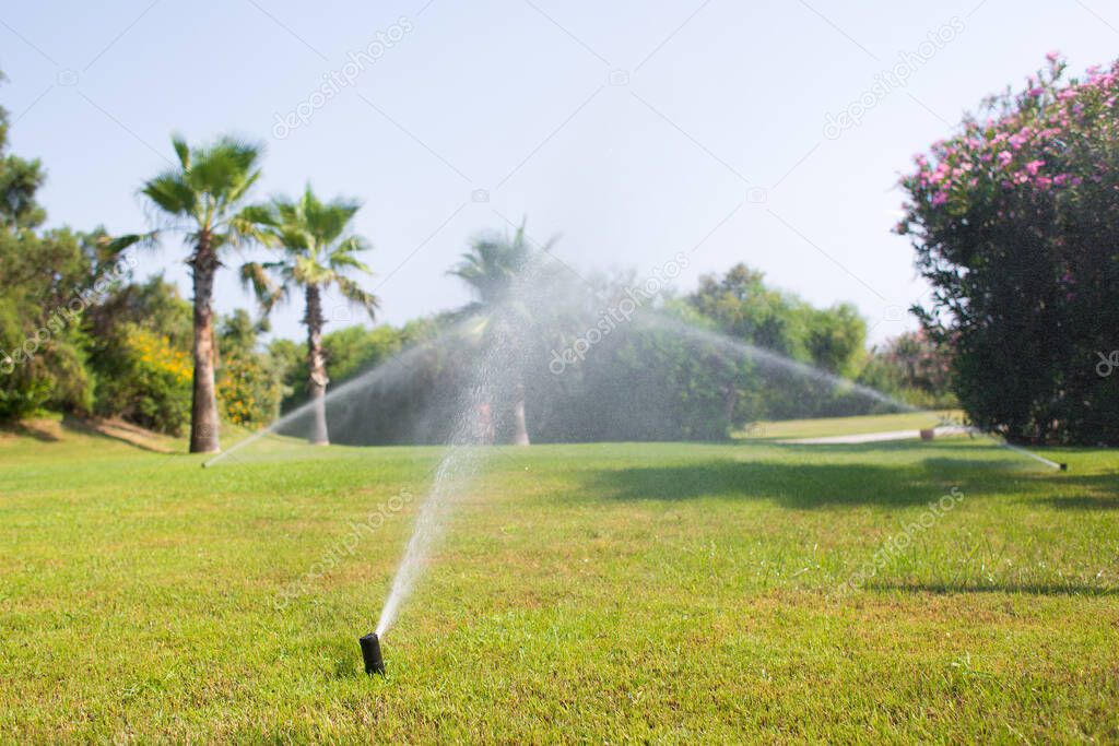 Irrigation System Watering the green grass on the background of palm trees and flowering plants.