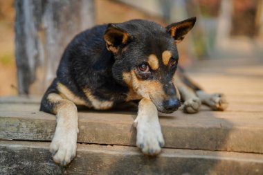 Köpek çiftleşmesi Alman çoban köpeği