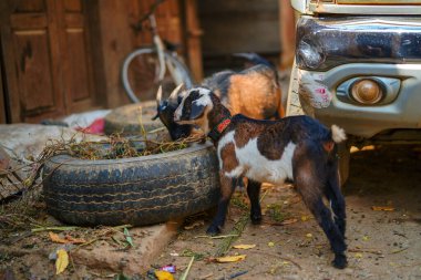 Çiftlikteki keçiler