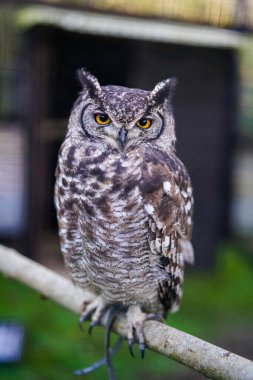 Yırtıcı bir baykuş.