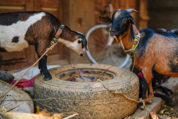 Kozy Farmě Thajsko — Stock fotografie