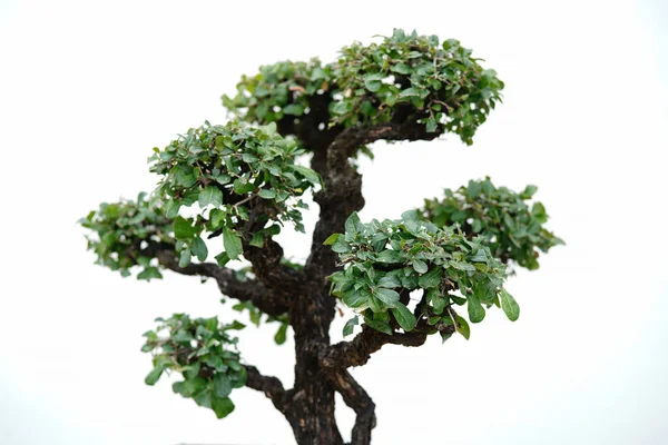 Green Bonsai Tree White Background — Stock Photo, Image