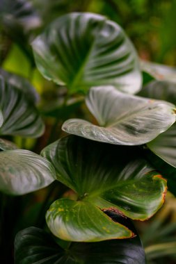 Bahçede yeşil yapraklar