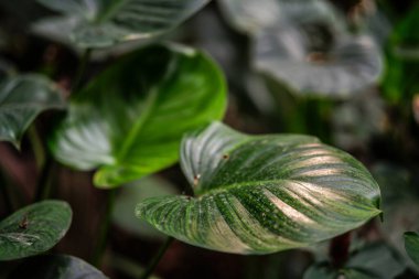 Bahçede yeşil yapraklar