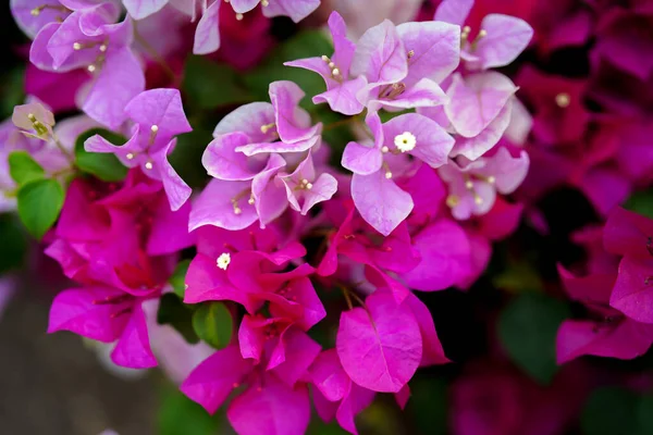 Flores Hojas Rosadas —  Fotos de Stock