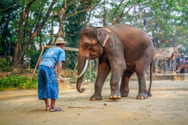 Chiang Mai, Tayland - 22 Mart 2019 Cornac Asya filini eğitti. Turistleri eğlendirmek için fil sırtındaki adam. Tayland 'da fil kampı ve gösteri.