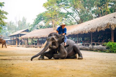 Chiang Mai, Tayland - 22 Mart 2019 Cornac Asya filini eğitti. Turistleri eğlendirmek için fil sırtındaki adam. Tayland 'da fil kampı ve gösteri.