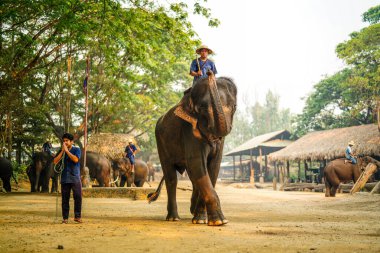 Chiang Mai, Tayland - 22 Mart 2019 Cornac Asya filini eğitti. Turistleri eğlendirmek için fil sırtındaki adam. Tayland 'da fil kampı ve gösteri.