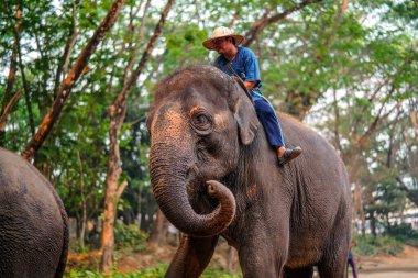 Chiang Mai, Tayland - 22 Mart 2019 Cornac Asya filini eğitti. Turistleri eğlendirmek için fil sırtındaki adam. Tayland 'da fil kampı ve gösteri.