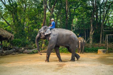 Chiang Mai, Tayland - 22 Mart 2019 Cornac Asya filini eğitti. Turistleri eğlendirmek için fil sırtındaki adam. Tayland 'da fil kampı ve gösteri.