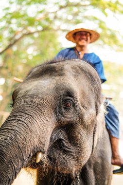 Chiang Mai, Tayland - 22 Mart 2019 Cornac Asya filini eğitti. Turistleri eğlendirmek için fil sırtındaki adam. Tayland 'da fil kampı ve gösteri.