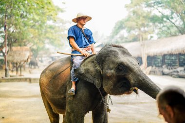 Chiang Mai, Tayland - 22 Mart 2019 Cornac Asya filini eğitti. Turistleri eğlendirmek için fil sırtındaki adam. Tayland 'da fil kampı ve gösteri.