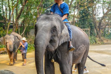 Chiang Mai, Tayland - 22 Mart 2019 Cornac Asya filini eğitti. Turistleri eğlendirmek için fil sırtındaki adam. Tayland 'da fil kampı ve gösteri.