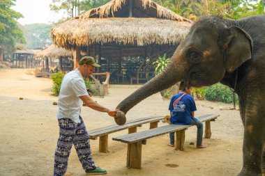Chiang Mai, Tayland - 22 Mart 2019: Tayland 'da Asya filli Avrupalı turist. Filler için eğitim kampı ve Chiang Mai, Tayland 'da gösteri..