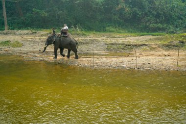 Chiang Mai, Tayland - 22 Mart 2019: MaeTaeng Fil Parkı 'nda fillere binen turistler. İnsanlar filin sırtında oturuyor.