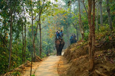 Chiang Mai, Tayland - 22 Mart 2019: MaeTaeng Fil Parkı 'nda fillere binen turistler. İnsanlar filin sırtında oturuyor.