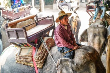 Chiang Mai, Tayland - 22 Mart 2019 Cornac Asya filini eğitti. Turistleri eğlendirmek için fil sırtındaki adam. Tayland 'da fil kampı ve gösteri.