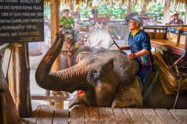 Chiang Mai, Tayland - 22 Mart 2019 Cornac Asya filini eğitti. Turistleri eğlendirmek için fil sırtındaki adam. Tayland 'da fil kampı ve gösteri.