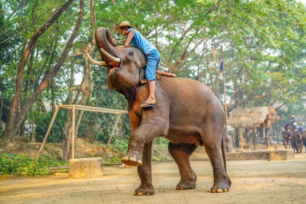 Chiang Mai Tailândia Março 2019 Cornac Treinando Elefante Asiático Homem — Fotografia de Stock