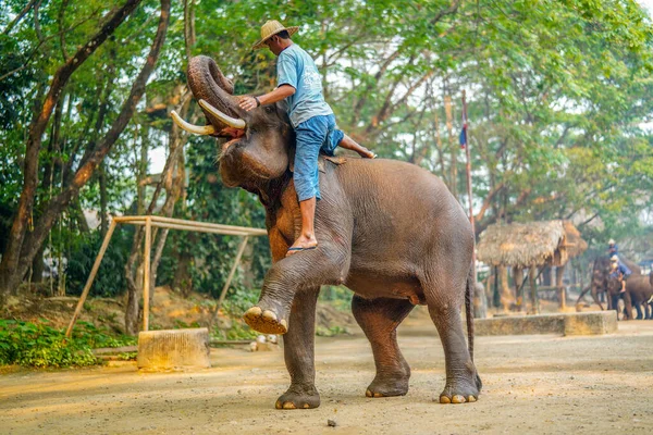 Chiang Mai Tailândia Março 2019 Cornac Treinando Elefante Asiático Homem — Fotografia de Stock