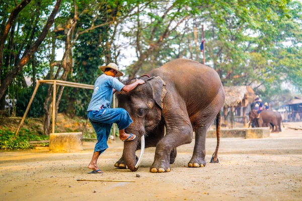 泰国清迈 2019年3月22日 科纳克训练亚洲象 人骑在大象背上招待游客 大象营和在泰国的表演 — 图库照片