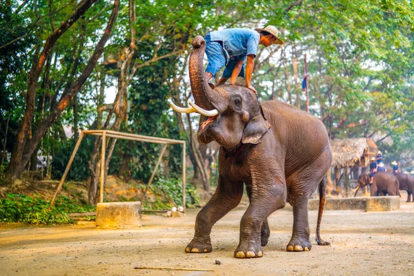 Chiang Mai Tailândia Março 2019 Cornac Treinando Elefante Asiático Homem — Fotografia de Stock