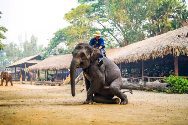 Chiang Mai Tailândia Março 2019 Cornac Treinando Elefante Asiático Homem — Fotografia de Stock