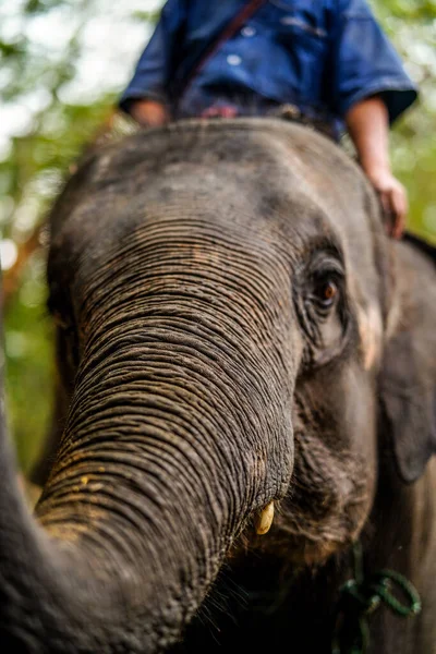 Chiang Mai Tailândia Março 2019 Cornac Treinando Elefante Asiático Homem — Fotografia de Stock