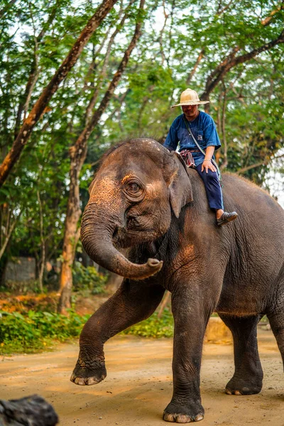 チェンマイ 2019年3月22日 コーナックはアジアゾウを訓練します 象の背中の男の観光客を楽しませる 象のキャンプとタイのショー — ストック写真