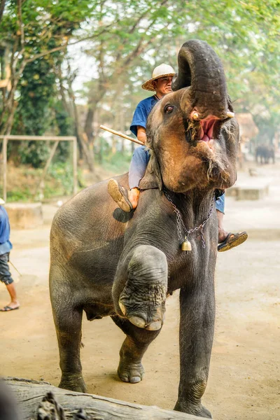 Chiang Mai Thailand Mars 2019 Cornac Tränar Asiatisk Elefant Mannen — Stockfoto
